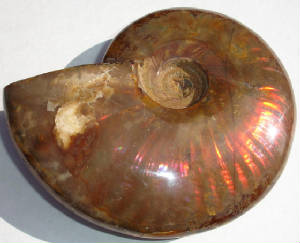 ammonite01a.jpg