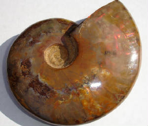 ammonite01b.jpg