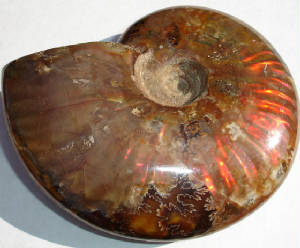 ammonite02a.jpg