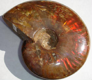 ammonite02b.jpg