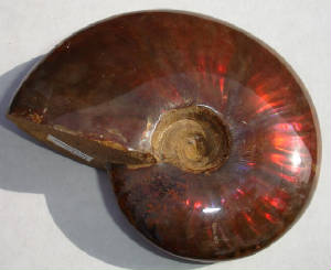ammonite03a.jpg
