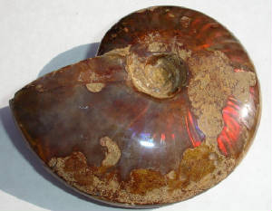 ammonite03b.jpg