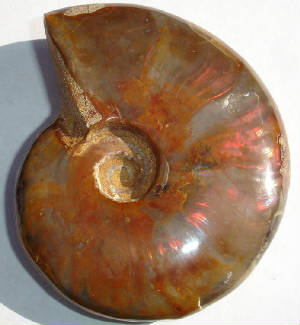 ammonite04a.jpg