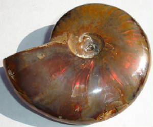 ammonite04b.jpg