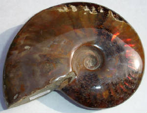 ammonite06a.jpg