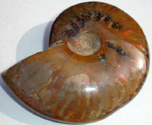 ammonite06b.jpg