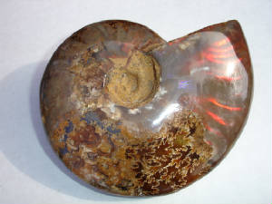 ammonite07a.jpg