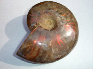 ammonite07b.jpg